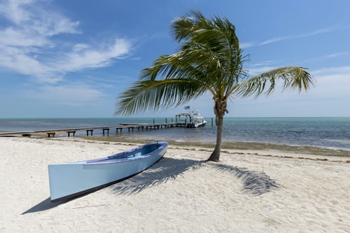 Boat on Beach With Palm Tree